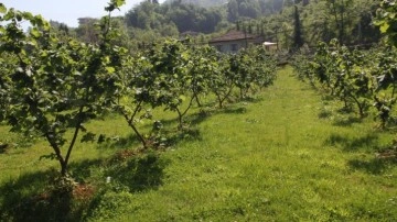 Karadeniz'de fındık hasadı tamamlandı! Artık iş üreticilerden çıktı