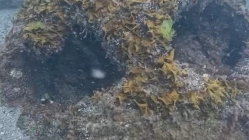 Karadeniz'de mayın alarmı! İstanbul'dan ekipler gönderildi