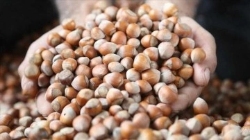 Karadeniz'den dünya pazarına 174 bin ton fındık ihraç edildi