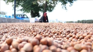 Karadeniz Sahil Yolu'ndaki kaldırımlarda fındık kurutma mesaisi başladı.