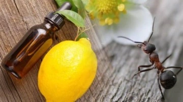 Karıncaları evden uzaklaştırmak i&ccedil;in ne yapmak gerekir? Karınca evden nasıl gider?