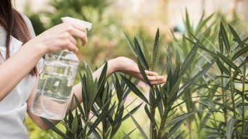 Karıncasız Ev: Doğal &Ouml;nleme Y&ouml;ntemleri