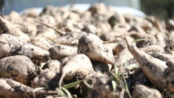 Kars Şeker Fabrikası pancar alımına başladı