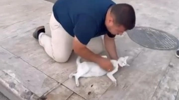 Kediyi, suni teneffüs ve kalp mesajı ile kurtarmaya çalıştı