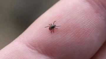 Kene vakaları giderek artıyor! Uzman isimden kritik uyarı: Bu giysilere dikkat!