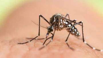 Keneden sonra yeni virüs uyarısı! Chikungunya'dan korunmak için bunları yapın