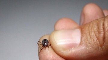 Keneyle ilgili bu bilgi tarihe karışıyor! İşte doğru bildiğimiz en b&uuml;y&uuml;k yanlış - Haberler