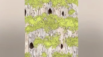 Keskin g&ouml;z avlayan zeka testi! Ağa&ccedil;taki baykuşu 5 saniyede bulan kartal g&ouml;zl&uuml;d&uuml;r