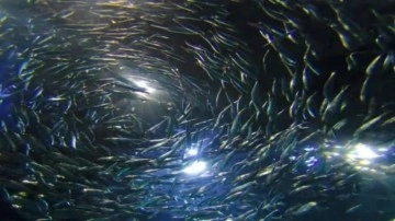 Kimse inanamadı! ABD'de g&ouml;kten hamsi yağdı