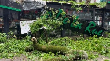 Kocaeli'de şiddetli rüzgar! Hasara yol açtı