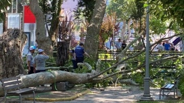 Kocaeli'nde korkunç olay: Dev ağaç dalı vatandaşların üzerine düştü