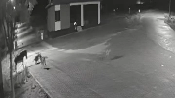 Konya’da aç kalıp mahalleye inen kurtlar eşeği parçaladı