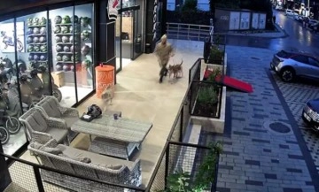 K&ouml;peğini sokak k&ouml;peklerine saldırttı, tepki g&ouml;steren esnafa bı&ccedil;ak &ccedil;ekti