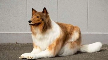 K&ouml;pek gibi g&ouml;r&uuml;nmek i&ccedil;in binlerce dolar harcadı: Hayalime kavuştum