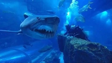 Korku filmi gibi! 2 adam devasa b&uuml;y&uuml;kl&uuml;kteki k&ouml;pek balığının ağzının ucuna girdi