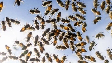 Korkutan gelişme! Toplu arı ölümleri arttı