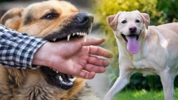 Kuduz belirtileri ne zaman &ccedil;ıkar? Kuduz ş&uuml;phelisine ilk yardım nasıl olmalı?