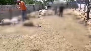 Kurtlar saldırdı: 170 k&uuml;&ccedil;&uuml;kbaş hayvan telef oldu