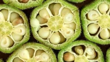 Kuru bamya tohumu nasıl kullanılır? Bamya tohumu faydaları&hellip;