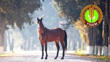 Litresi 2,5 milyon lira yok satıyor