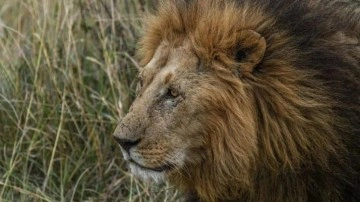 Maddi yetersizlik nedeniyle aslanlar öldürüldü