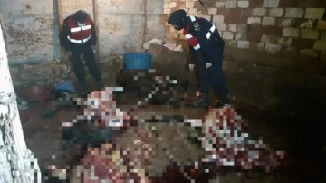 Manisa'da eşek kesip piyasaya s&uuml;rmeye &ccedil;alışanlara jandarmadan su&ccedil;&uuml;st&uuml;