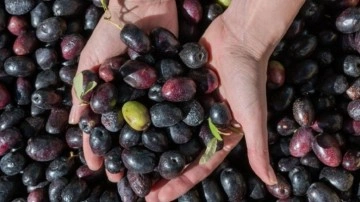 Marmarabirlik'ten yeni karar: Kota uygulaması kaldırıldı!