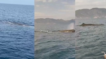 Marmaris a&ccedil;ıklarında balina g&ouml;r&uuml;ld&uuml;