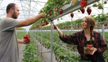 Mesleklerini bırakıp topraksız tarıma y&ouml;nelen m&uuml;hendis &ccedil;ift &ccedil;ilek &uuml;retiyor