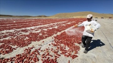 Misafirliğe geldikleri Elazığ'da 4 yılda 6 bin dönüm atıl araziyi tarıma kazandırdılar.