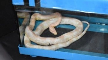 Mısır yılanı ve tarantulayı satmaya &ccedil;alışırken yakalandı