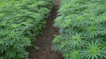 Mucizevi bitki can suyu olabilir! Dünyadaki pazar 150 milyar doları buluyor