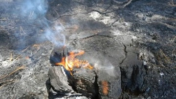 Muğla'da bir g&uuml;nde 36 yıldırım yangını &ccedil;ıktı