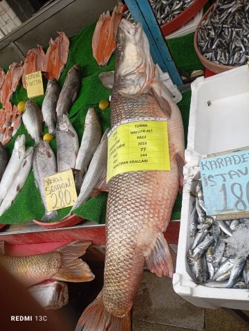 Murat Nehri&rsquo;nden Dev Balıklar Tezgahlarda Vatandaşların İlgi Odağı Oldu