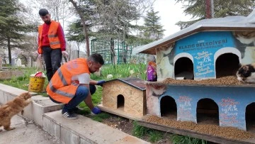 ELAZIĞ BELEDİYESİ'NDEN SOKAK HAYVANLARI İ&Ccedil;İN MAMA VE SU DESTEĞİ