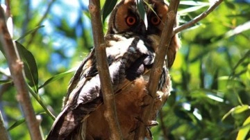 Nadir görülen kulaklı orman baykuşu Van'da objektiflere yansıdı