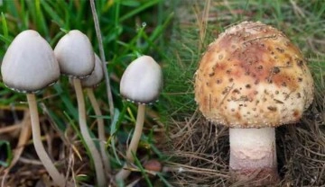 Nisan ve kasım aylarında ortaya &ccedil;ıkan yabani mantarlara dikkat!