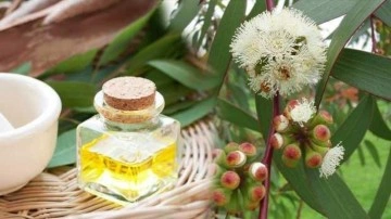 Okalipt&uuml;s yağı faydaları nelerdir? Okalipt&uuml;s nasıl kullanılır? Hangi hastalıklara iyi gelir?