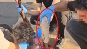 Ölü koyun üzerinden uyuşturucu sevkiyatı! Ekiplerin radarına takıldı