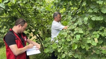 Ordu'da tahmini fındık rekoltesi tespit çalışmaları başladı