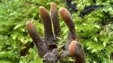 Ormanda insan parmaklarıyla karşılaştı! Ger&ccedil;eği anlayınca şoke oldu