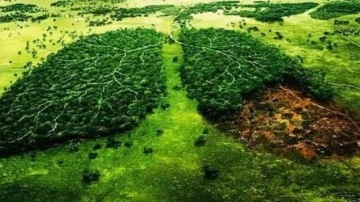 Ormanları korumak i&ccedil;in neler yapmalıyız? Ormanları koruyacak yeni teknolojiler!