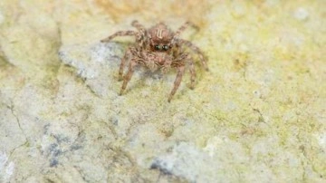 &Ouml;r&uuml;mcek zehrinden kalp krizi ilacı geliştirildi