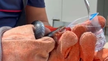 Osmaniye’de evin bahçesine giren yılana itfaiye eri su içirdi