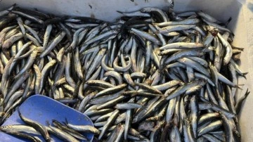 Palamut Gürcistan'a kaçınca tezgahlar hamsiyle doldu