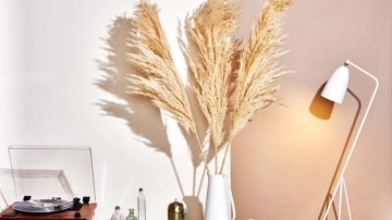 Pampas otu nedir? Pampas otunun d&ouml;k&uuml;lmemesi i&ccedil;in ne yapılmalı?