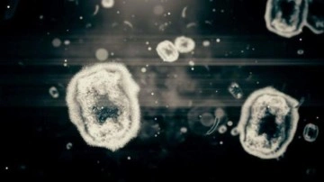 Pfizer&rsquo;dan maymun &ccedil;i&ccedil;eği a&ccedil;ıklaması! Pandemiye yol a&ccedil;ar mı?