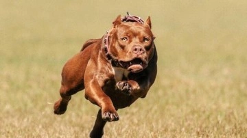 Pitpull k&ouml;peğinin saldırdığı 5 yaşındaki &ccedil;ocuk hastaneye kaldırıldı