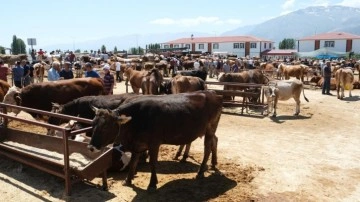 Refahiye’ye bağlı 34 köyde şap karantinası