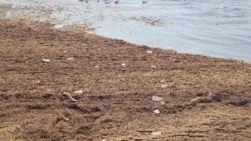 Sahil bir anda kırmızıya büründü! Bir ilde 'poyraz'!